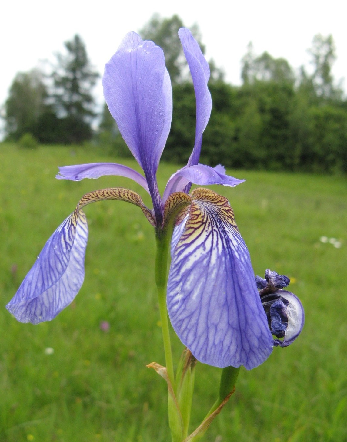 fioriture in Cadore